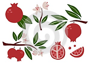 Pomegranate set. Exotic tropical red fresh fruit, whole juicy pomegranates with green leaves and flowers, slice and seeds, vector