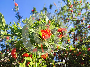 Pomegranate: a species of Punica, its botanical name is Punica granatum.