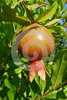 Pomegranate on a Tree