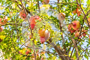 Pomegranate tree