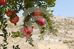 Pomegranate tree