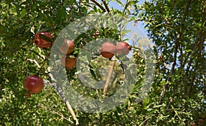 pomegranate on tree