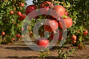 Pomegranate tree