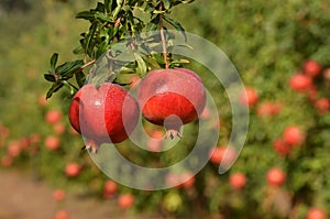 Pomegranate tree