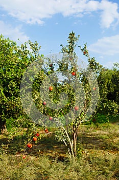 Pomegranate tree