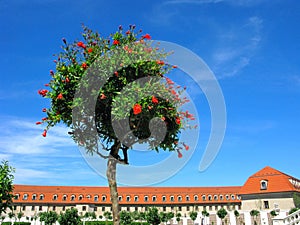 Pomegranate tree in bloom, Bratislava castle, park