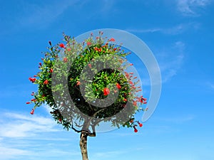 Pomegranate tree blooming, isolated on blue sky