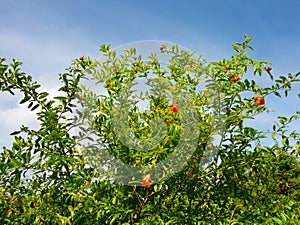 A pomegranate tree blossoming in a tropical garden