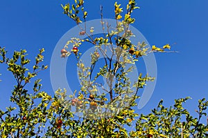 The pomegranate tree, on a blue sky