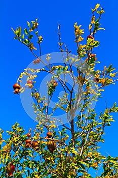 The pomegranate tree, on a blue sky