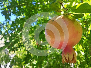 Pomegranate tree in chain