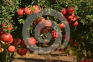 Pomegranate tree