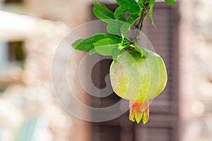 Pomegranate on Tree with Defocused Background
