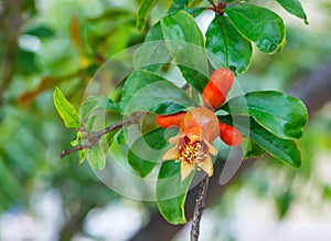 Pomegranate tree flower