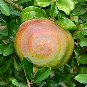 Pomegranate tree fruit,Punica protopunica