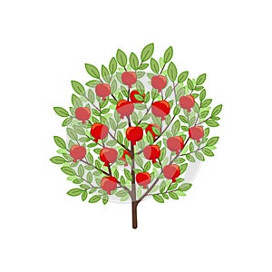 Pomegranate tree. Fruit tree. Vector illustration.