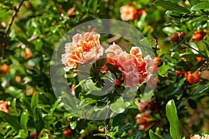 Pomegranate tree in the garden