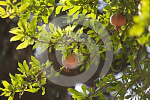 Pomegranate on tree in garden
