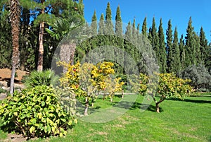 Pomegranate on the tree in the garden