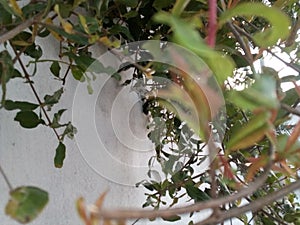 Pomegranate Tree, Green Tree