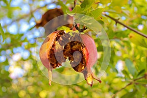 Pomegranate in a Tree Grenadine Half Branch