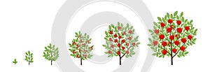 Pomegranate tree growth stages. Fruit tree life cycle. Vector illustration.