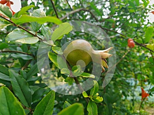 pomegranate on tree in her tree background