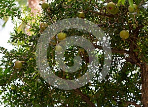 Pomegranate tree with immature green garnets