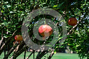 Pomegranate tree in Park Ramat Hanadiv, Memorial Gardens of Baron Edmond de Rothschild, Zichron Yaakov, Israel