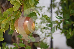 Pomegranate in the tree photographed in Granada (Andalusia  Spain)