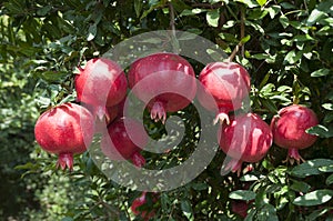 Pomegranate tree plantation