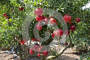 Pomegranate tree plantation