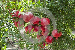 Pomegranate tree plantation