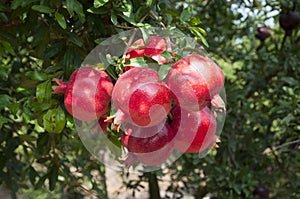 Pomegranate tree plantation