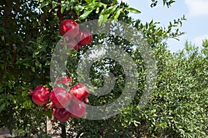 Pomegranate tree plantation