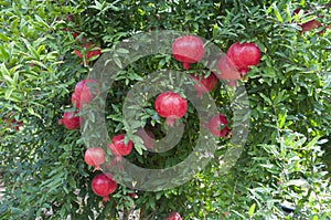 Pomegranate tree plantation