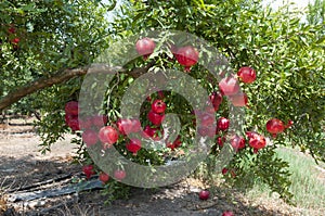 Pomegranate tree plantation