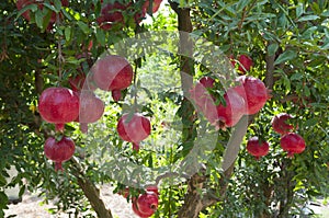 Pomegranate tree plantation