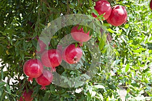 Pomegranate tree plantation