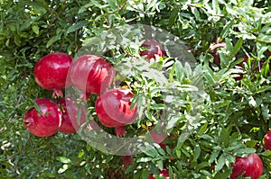 Pomegranate tree plantation