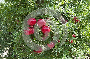 Pomegranate tree plantation