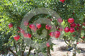 Pomegranate tree plantation