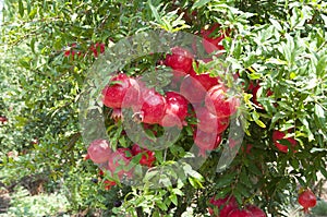 Pomegranate tree plantation