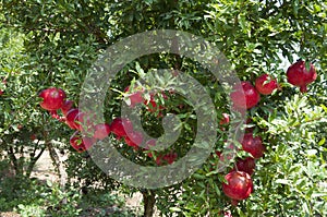 Pomegranate tree plantation