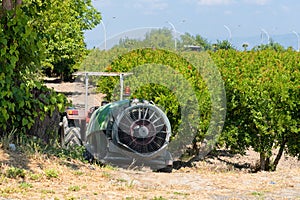 Pomegranate tree plantation in Turkey, horticulture