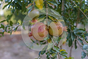 Pomegranate tree in Spring