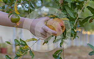 Pomegranate tree in Spring