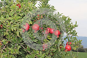 pomegranate tree, tree branch, red pomegranates