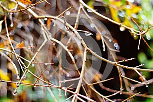 Pomegranate tree in the winter in the rain