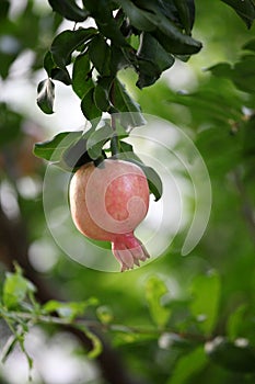 The pomegranate trees bear ripe fruit in September..